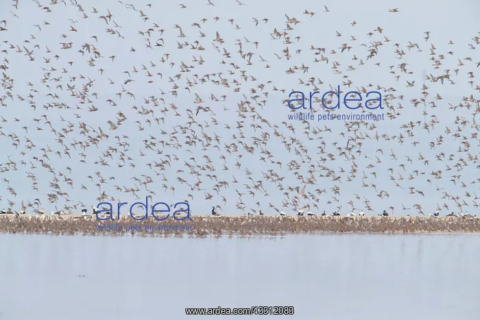 : Bar-tailed Godwit and Red Knot flying flock at high : Bar-tailed Godwit and Red Knot flying flock at high