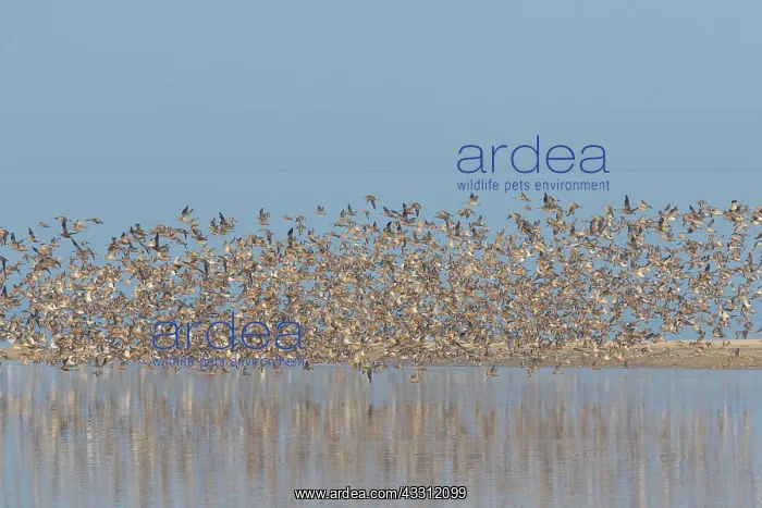 : Bar-tailed Godwit and Red Knot flying flock at high : Bar-tailed Godwit and Red Knot flying flock at high