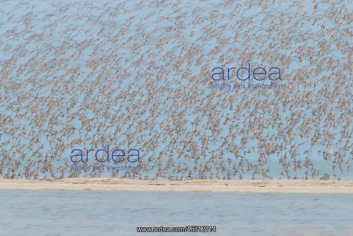 : Bar-tailed Godwit and Red Knot flying flock at high : Bar-tailed Godwit and Red Knot flying flock at high