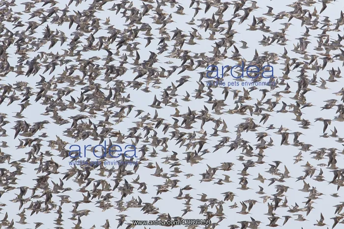 : Bar-tailed Godwit and Red Knot flying flock at high : Bar-tailed Godwit and Red Knot flying flock at high