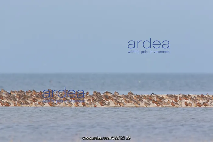 : Bar-tailed Godwit and Red Knot resting flock at : Bar-tailed Godwit and Red Knot resting flock at