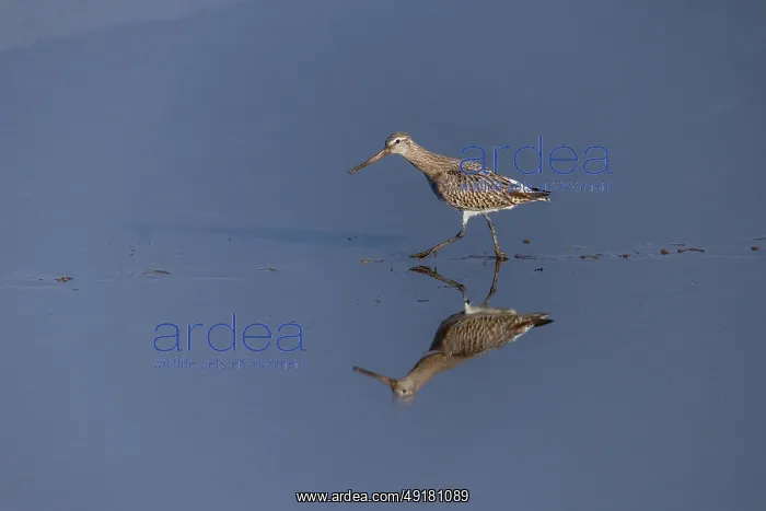  : Bar Tailed Godwit - Walking - UK