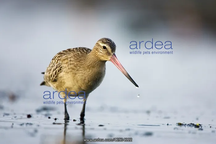 : Bar-Tailed Godwit - In winter : Bar-Tailed Godwit - In winter