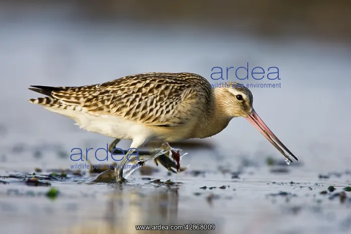 : Bar-Tailed Godwit - in winter : Bar-Tailed Godwit - in winter