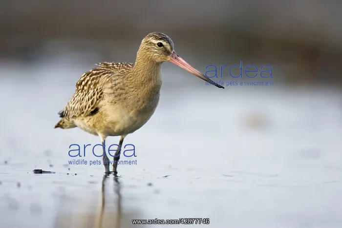 : Bar-Tailed Godwit - In winter : Bar-Tailed Godwit - In winter