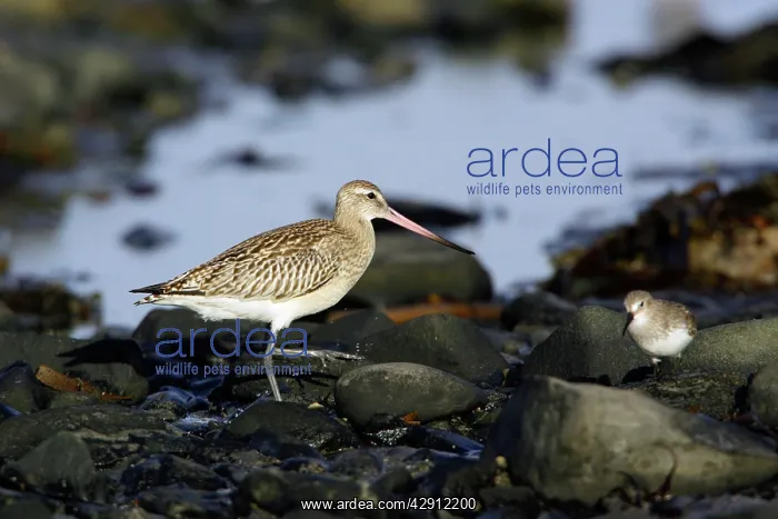 : Bar-tailed Godwit - in winter plumage, on coastline : Bar-tailed Godwit - in winter plumage, on coastline