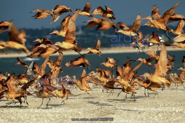  : Bar-Tailed Godwits