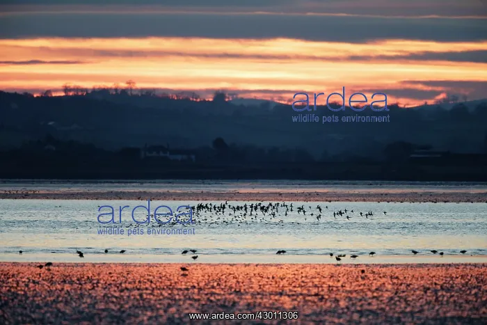 : Bar-Tailed Godwits in flight : Bar-Tailed Godwits in flight