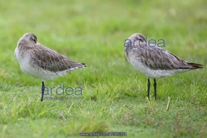  : Bar-tailed Godwits - in winter plumage - beaks