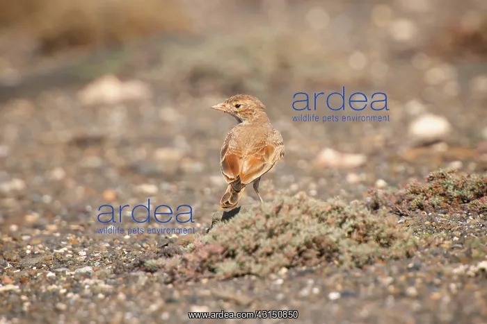 : Bar-tailed Lark : Bar-tailed Lark