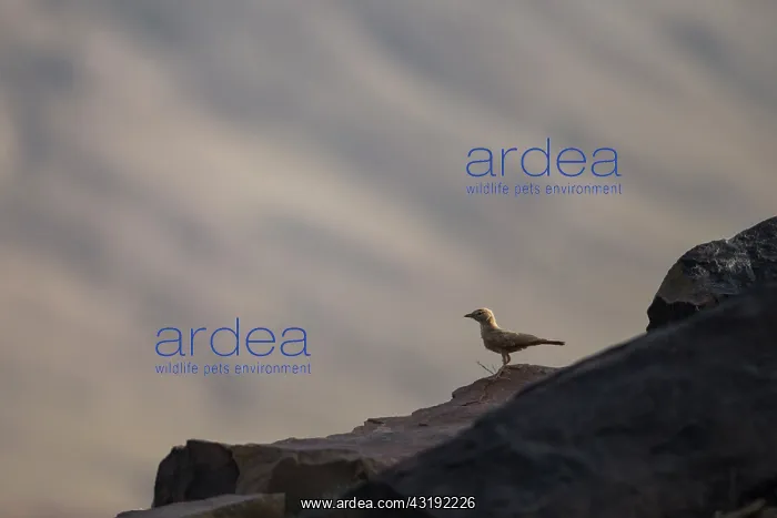 : Bar-tailed Lark (Ammomanes cinctura) on rock - Region : Bar-tailed Lark (Ammomanes cinctura) on rock - Region