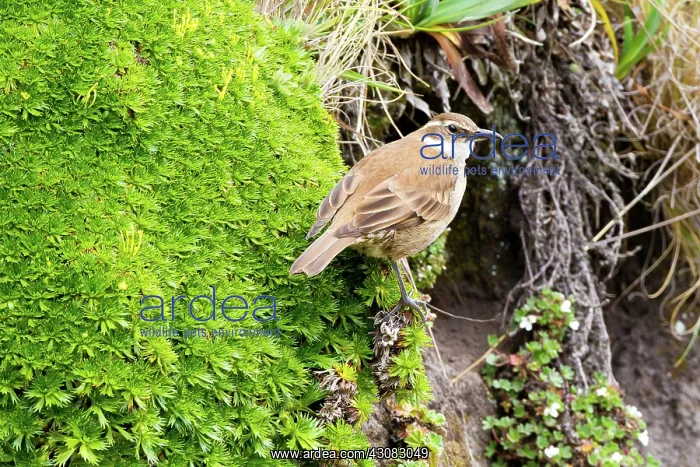: Bar-winged Cinclodes : Bar-winged Cinclodes