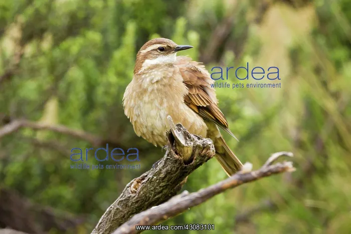 : Bar-winged Cinclodes : Bar-winged Cinclodes