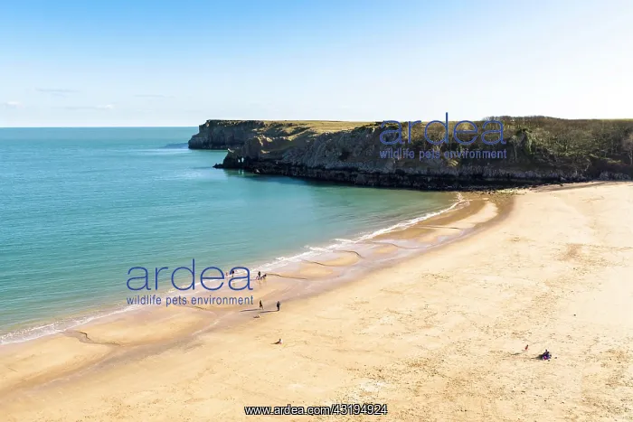 : Barafundle Bay, Pembrokeshire, Wales, United Kingdom : Barafundle Bay, Pembrokeshire, Wales, United Kingdom