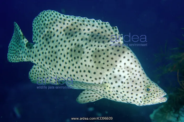 : Baramundi Cod : Baramundi Cod