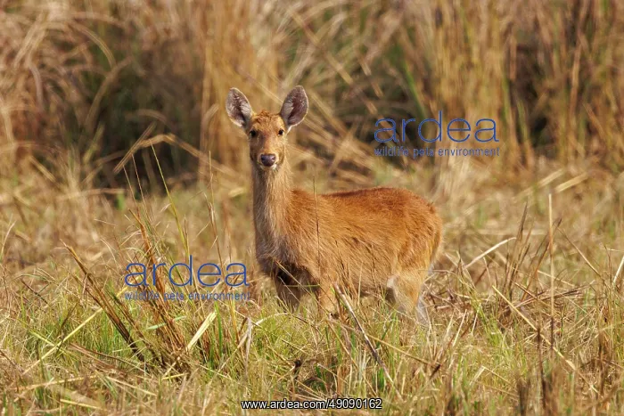 : Barasingha or Swamp Deer : Barasingha or Swamp Deer