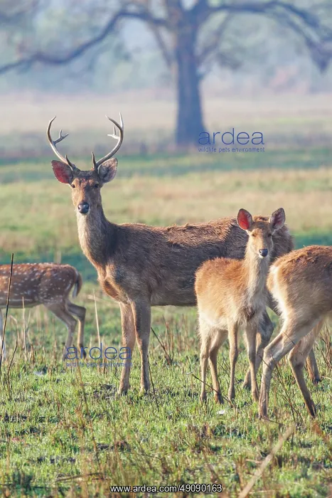 : Barasingha or Swamp Deer : Barasingha or Swamp Deer