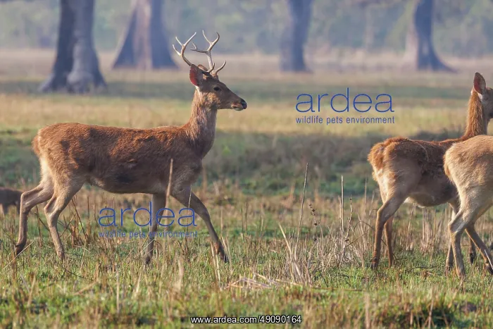  : Barasingha or Swamp Deer