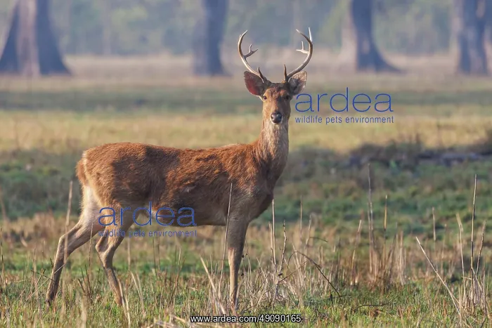 : Barasingha or Swamp Deer : Barasingha or Swamp Deer