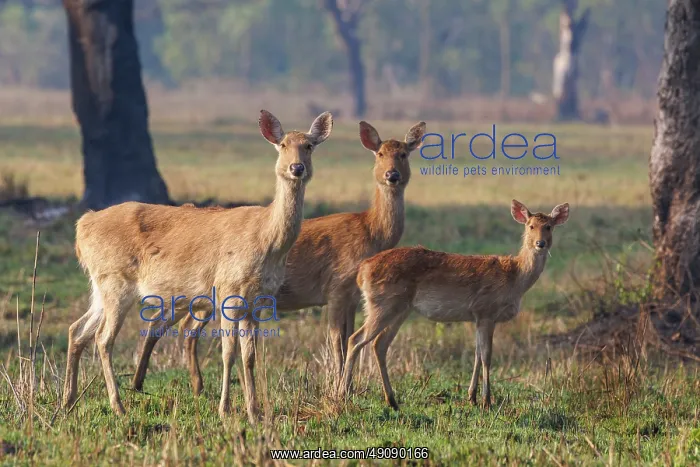  : Barasingha or Swamp Deer