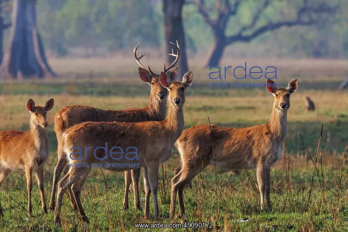 : Barasingha or Swamp Deer : Barasingha or Swamp Deer