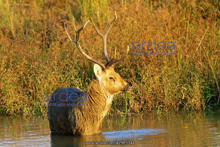 : Barasingha / Swamp Deer (very rare subspieces) : Barasingha / Swamp Deer (very rare subspieces)