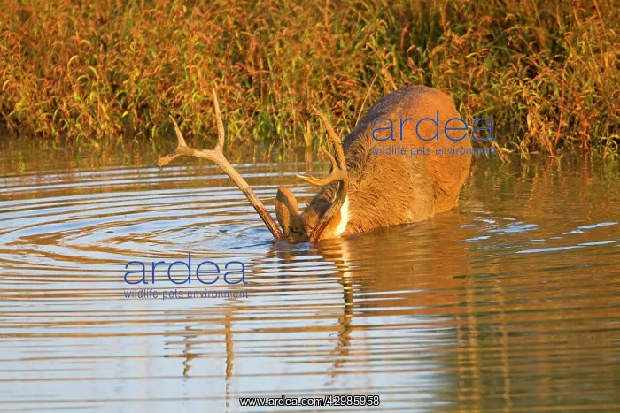 : Barasingha / Swamp Deer (very rare subspieces) : Barasingha / Swamp Deer (very rare subspieces)