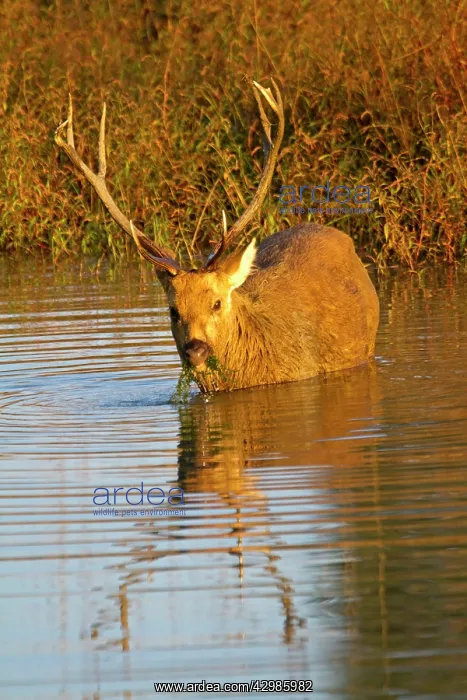 : Barasingha / Swamp Deer (very rare subspieces) : Barasingha / Swamp Deer (very rare subspieces)