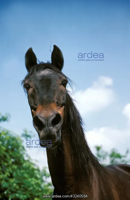 : BARB HORSE, PORTRAIT : BARB HORSE, PORTRAIT