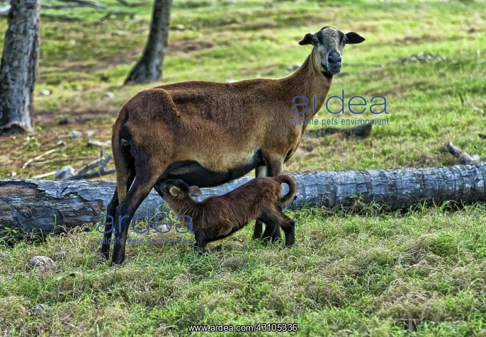: Barbados Black Belly Sheep : Barbados Black Belly Sheep