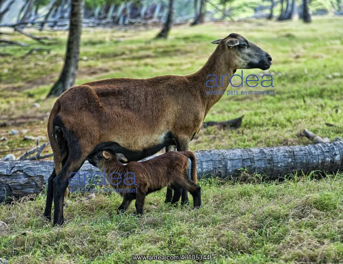 : Barbados Black Belly Sheep : Barbados Black Belly Sheep