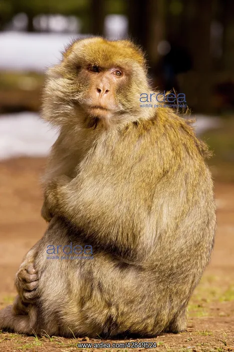 : Barbary Ape / Macaque : Barbary Ape / Macaque