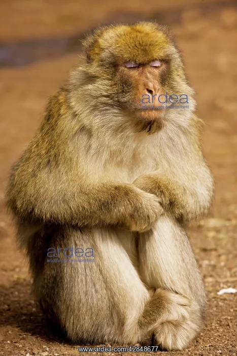 : Barbary Ape / Macaque - with eyes closed : Barbary Ape / Macaque - with eyes closed
