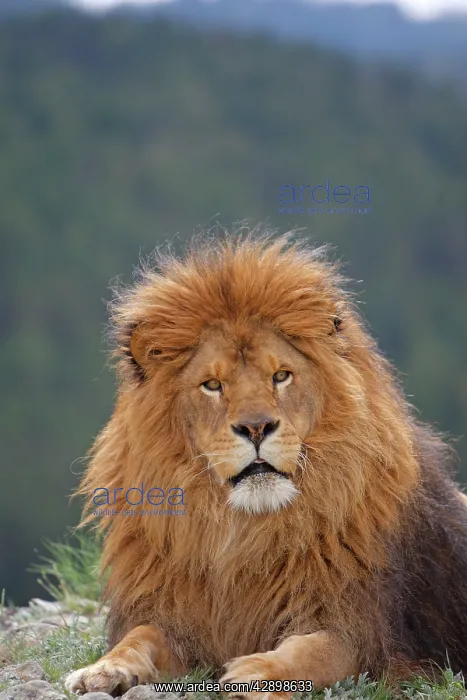 : Barbary / Atlas / Nubian Lion. Extinct in wild : Barbary / Atlas / Nubian Lion. Extinct in wild