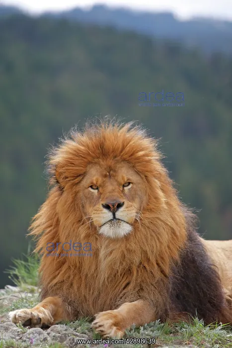 : Barbary / Atlas / Nubian Lion. Extinct in wild : Barbary / Atlas / Nubian Lion. Extinct in wild