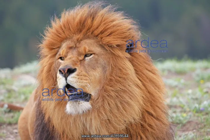 : Barbary / Atlas / Nubian Lion. Extinct in wild : Barbary / Atlas / Nubian Lion. Extinct in wild