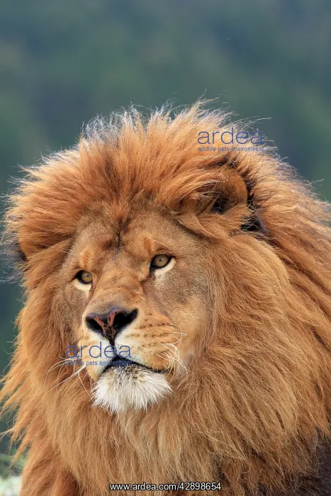 : Barbary / Atlas / Nubian Lion. Extinct in wild : Barbary / Atlas / Nubian Lion. Extinct in wild