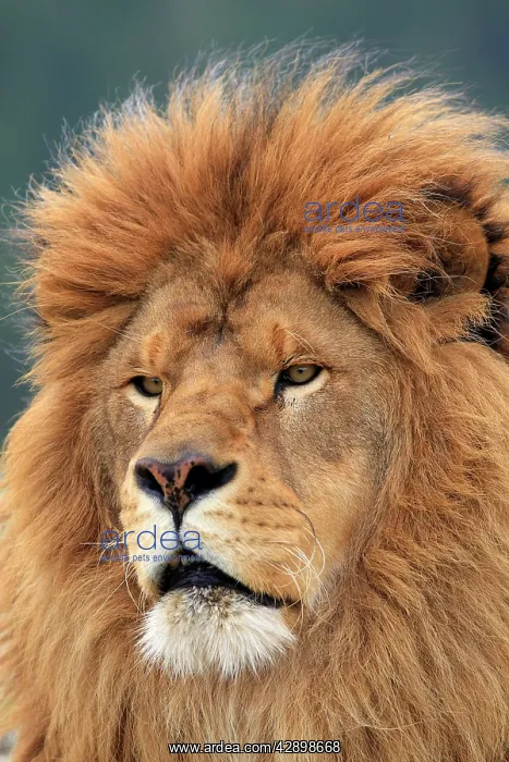 : Barbary / Atlas / Nubian Lion. Extinct in wild : Barbary / Atlas / Nubian Lion. Extinct in wild