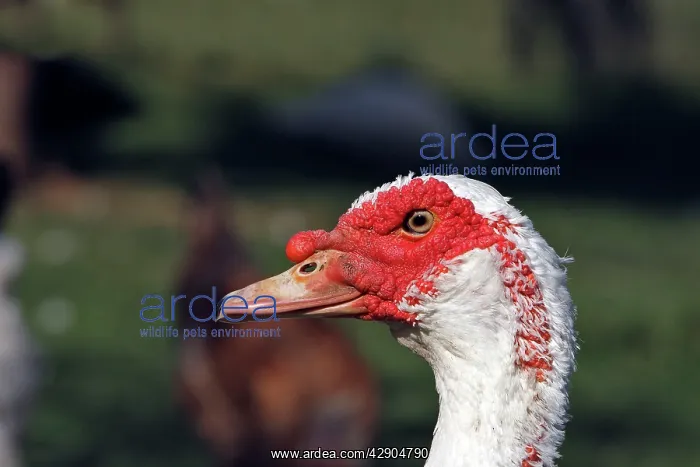  : Barbary Duck