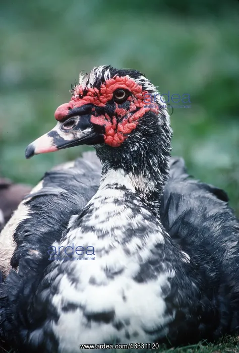 : BARBARY DUCK - domestic, close-up of head and shoulders : BARBARY DUCK - domestic, close-up of head and shoulders