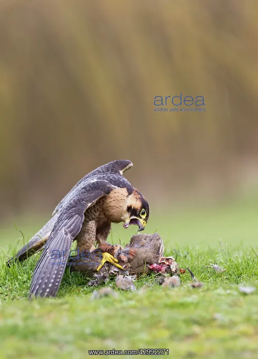 : Barbary Falcon - male feeding on Partridge : Barbary Falcon - male feeding on Partridge
