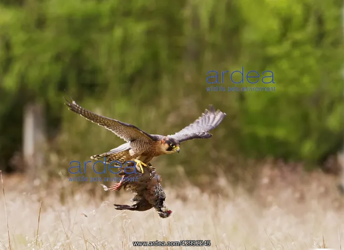 : Barbary Falcon - male in flight with Partridge : Barbary Falcon - male in flight with Partridge