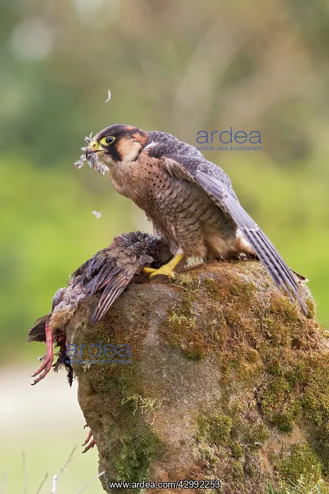 : Barbary Falcon - male plucking Partridge : Barbary Falcon - male plucking Partridge