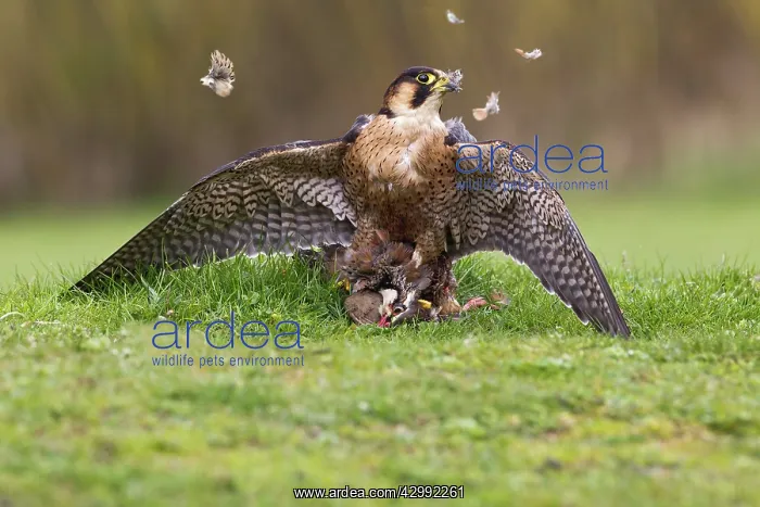 : Barbary Falcon - male plucking Partridge : Barbary Falcon - male plucking Partridge