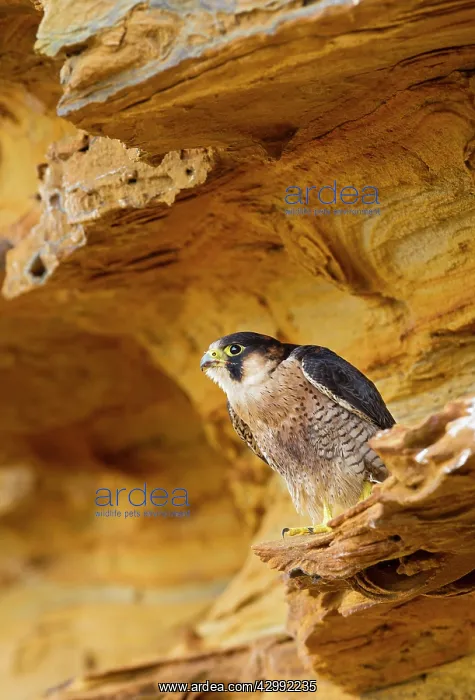 : Barbary Falcon - male on sandstone : Barbary Falcon - male on sandstone