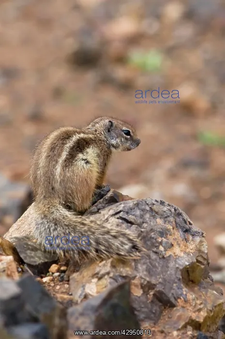 : Barbary Ground Squirrel : Barbary Ground Squirrel