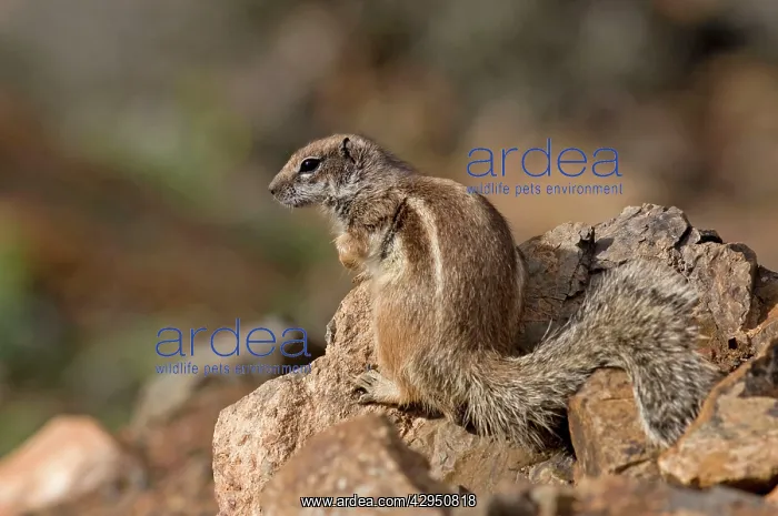 : Barbary Ground Squirrel : Barbary Ground Squirrel
