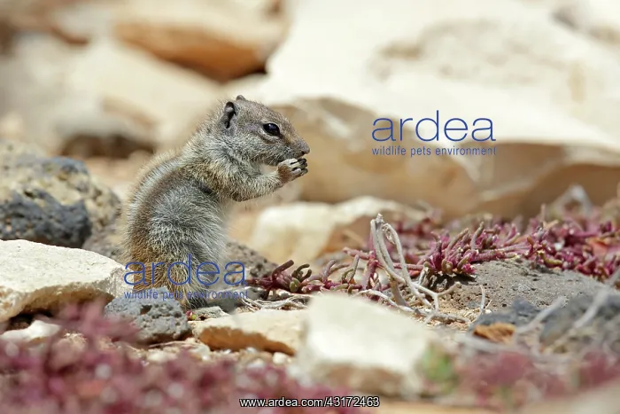 : Barbary Ground Squirrel : Barbary Ground Squirrel