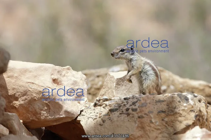 : Barbary Ground Squirrel : Barbary Ground Squirrel