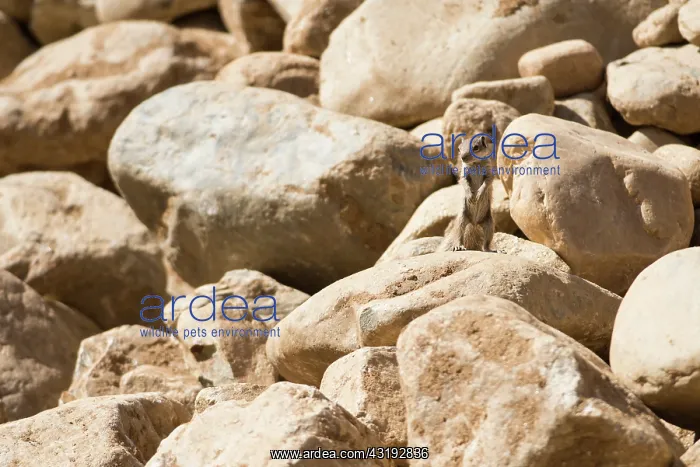 : Barbary ground squirrel (Atlantoxerus getulus) on : Barbary ground squirrel (Atlantoxerus getulus) on